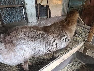бараньи головы: Продаю | Баран (самец) | Арашан | Для разведения — 4