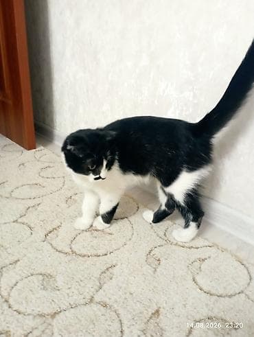 Кошка даром: Скотиш Фолд (Шотландская вислоухая), Мальчик, Приучена к лотку — 3