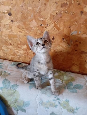 кошки шотландские: Кошка даром: Беспородная, 2 месяца, Девочка, Приучена к лотку — 2