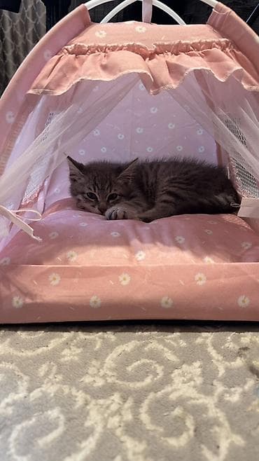 Животные: 3 месяца, Девочка, Серый, Приучена к лотку, Проглистована — 1