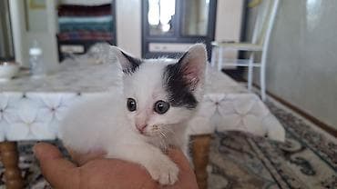 бенгальский котенок: Котёнок белый - Окрас: белый с чёрными пятнышками на ушках и голове — 1
