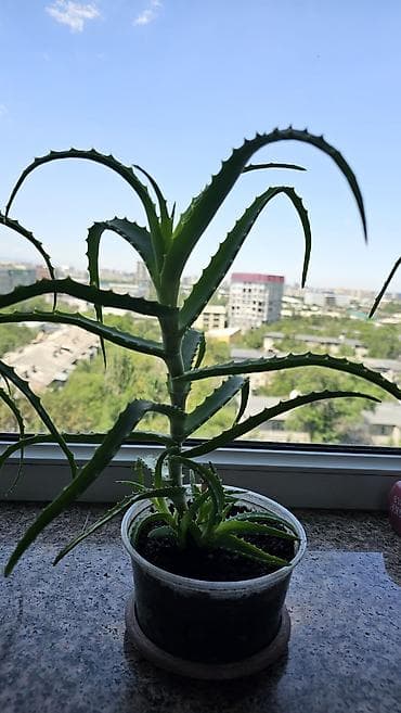 aloe: Целебный хороший алоэ 3 года! с детками Неприхотлив в уходе. Яркий — 6