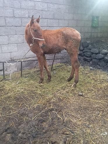 тай чуйский: Эркек тай сатылат — 3