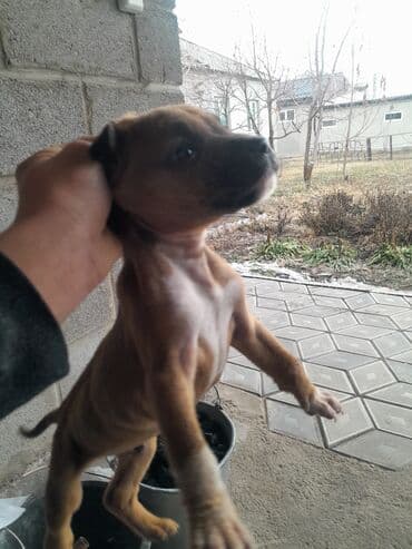 Кошки: Питбуль, 1 месяц, Самец — 1