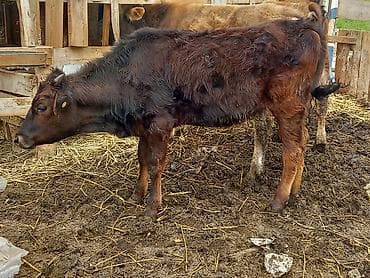 ангус музо: Продаю | Бык (самец) | На откорм — 1