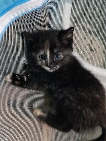 пит: Котята от породистых родителей. Объявляю бронь😻 - Папа — 7