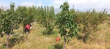 Плодоносящий сад (частный участок) - Сортовой сад с яблонями и