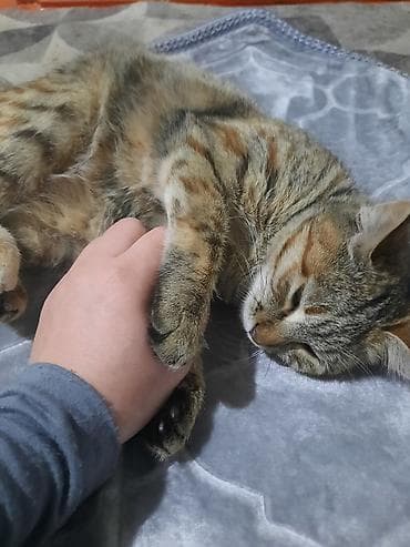 арашан ко: Мышык бекер берилет: Породасыз, 3 айлык, Ургаачы, Лотокко барууга үйрөтүлгөн — 6