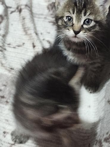 Вязка кошек: Котята домашние - На фото — пушистые котята серого и дымчатого окраса — 9