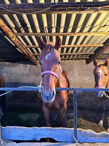 для лошади: Продаю | Жеребец | Для разведения — 5