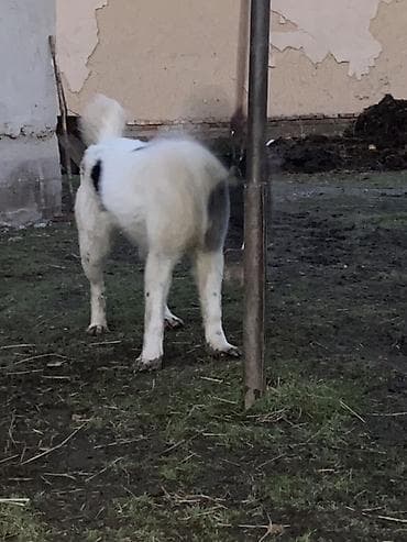 Ит бекер берем: Собака крупного типа, белая с чёрными пятнами. Плотный костяк, широкая — 2