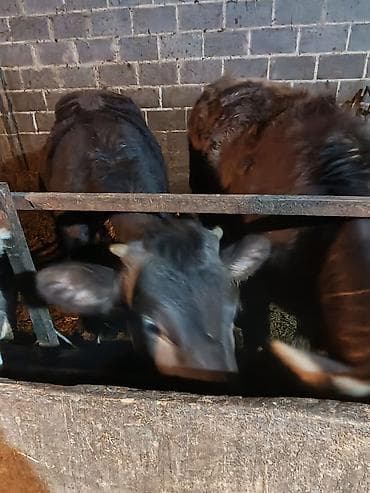 А/ч жаныбарларын сатам: Сатам | Музоо | Бордоп семиртүү үчүн | Байланган — 8