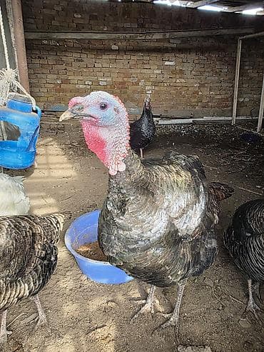 Продаю | Индюк (самец) | Для разведения | Племенные