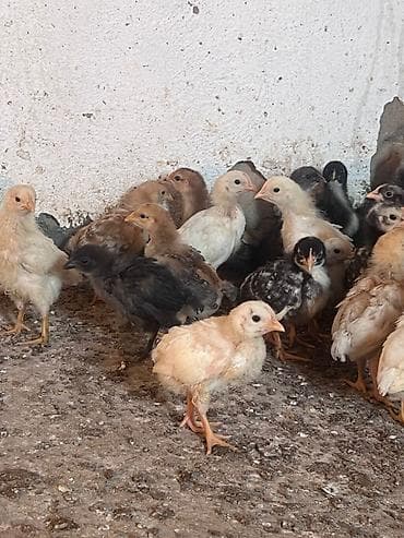 продам курей: Продаю | Цыплята | Домашняя | Для разведения — 6