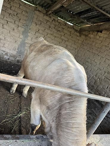 бамбуковая мышь: Продаю | Музоо, торпок | Швицкая | На откорм | Искусственник — 8