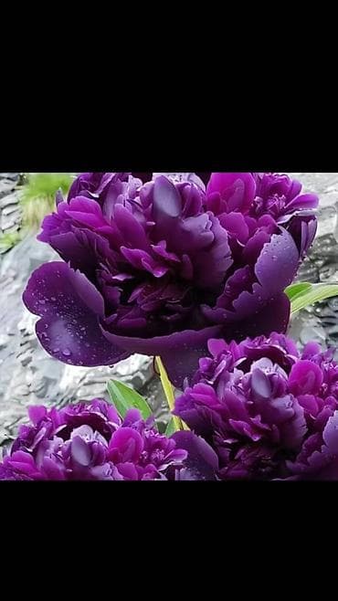 раки рак: Спаржа. Саженцы спаржи. Спаржа корневища. Спаржа корни. Информация — 7