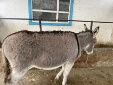 купить попугайчика: Осёл (домашний, серый) - Порода: домашний осёл, компактного роста - — 1