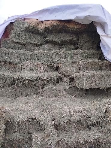 шагыл сокулук: Сено клевер в тюках, 2-й укос. Подходит для КРС, лошадей, коз и овец — 3