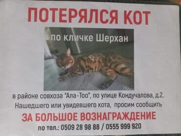 нашёл документы: Потерялся котик, домашний чистый, его очень ждут дома, пожалуйста если — 1