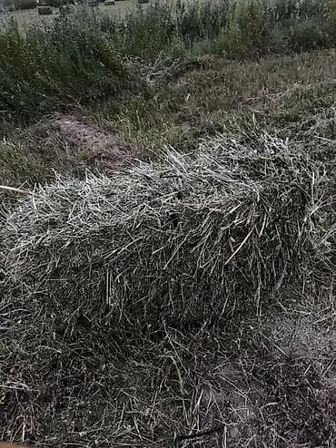 куплю крс: Жеткирип берем,шаар ичи бекер 170 тук бар Чалгыла,уялбагыла!!! Экинчи — 2