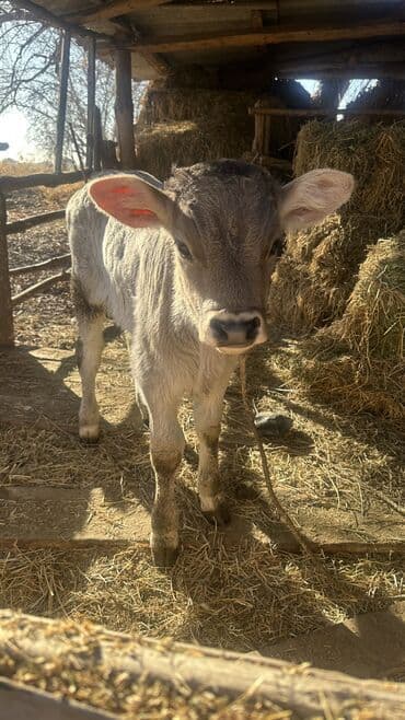 возьму даром собаку: Продаю | Музоо, торпок | Для разведения | Привязанные — 1