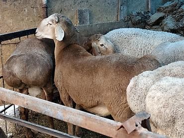 Животные: Продаю | Баран (самец) | Гиссарская, Арашан | На забой — 1