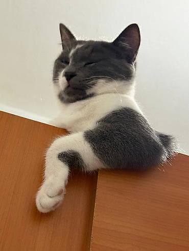 Отдам даром кошку: Кошка даром: Беспородная, 1 год, Мальчик, Приучена к лотку — 4