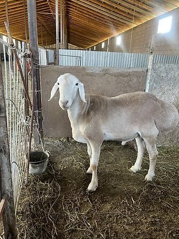 бройлер яйцо: Продаю | Баран (самец) | Для разведения | Племенные — 1