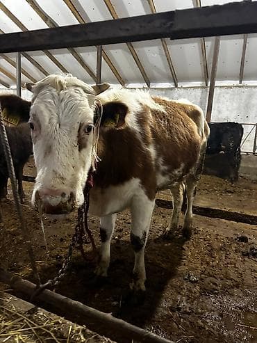 доильный апарат: Продаю | Корова (самка) | Для разведения — 7