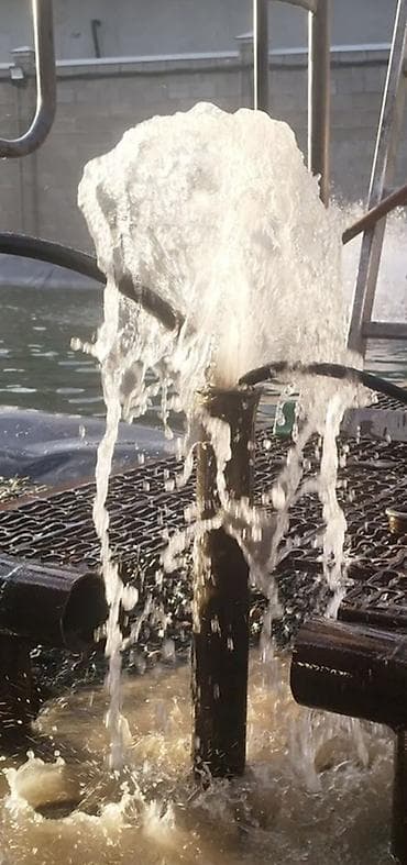 цветок золотая рыбка: Услуги по бурению скважин/для воды - Бурение под воду для полива — 2