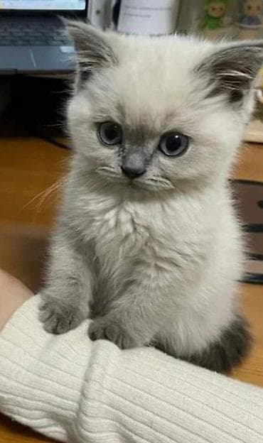 кошка британский: Ищю котенка породистого 🐾 добрые руки — 1