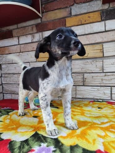 питомники собак бишкек: Ищем дом девочке. По достижении возраста гарантируем стерилизацию — 1