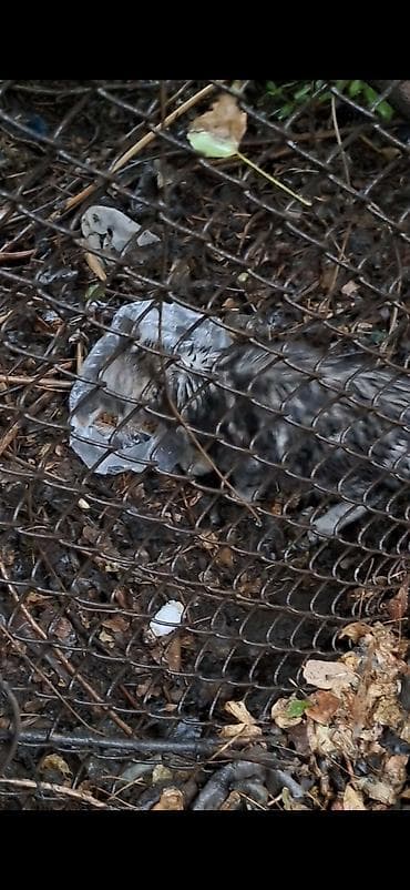 Животные: СРОЧНО котёнку нужен любящий хозяин и тёплый дом. Серый полосатый — 4