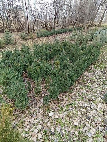 лист 3мм: Продаются ели голубые, зелёные, вечнозелёные самшиты, туи, сосны — 3