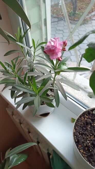 вещи для беременых: Няня на час, могу присмотреть за ребенком от 1 года до 5 лет. район — 1