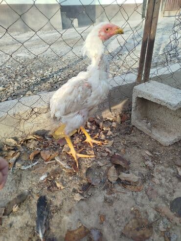узи на дому: Продаю | Куры — 3