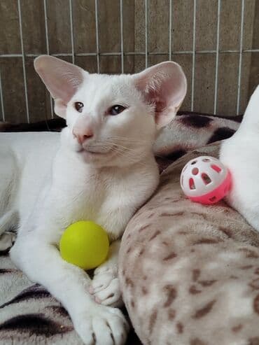 Ориентальная, 7 месяцев, Мальчик, Белый, Приучена к лотку, Проглистована, С документами