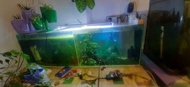 лампа для аквариума: Аквариум 120л и 300л и 30л и растения, рыбы меченосцы сомики — 4