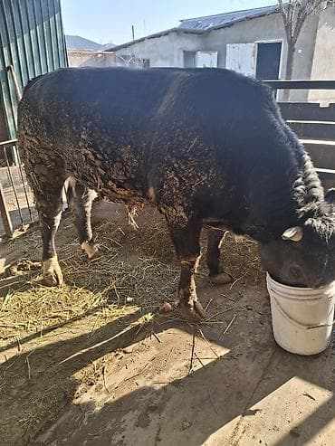 Грызуны: Продаю | Бык (самец) | Бельгийская | На откорм | Привязанные — 1