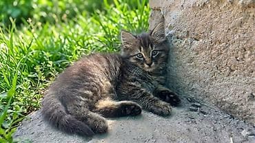 Кошки: Отдам котят в добрые руки — 6