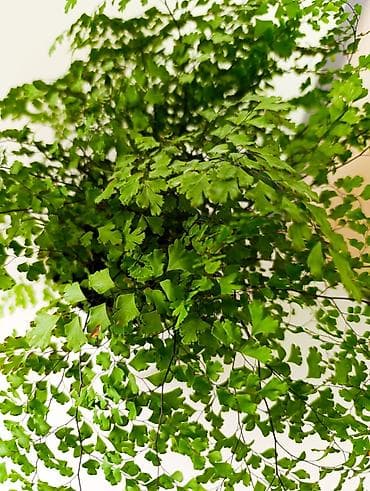 устол: Адиантум (венерин волос) в кашпо - Комнатный папоротник с ажурной — 3