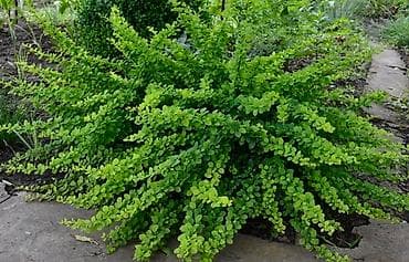 Декор для дома и сада: Саженцы цветка: Барбарис Тунберга — 1