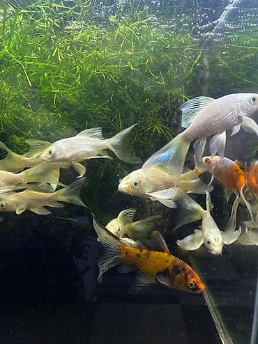 купить террариум в бишкеке: Магазин аквариумистики В ассортименте большой выбор аквариумных — 3