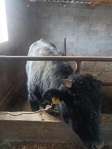 кошка маленькие: Продаю | Бык (самец) — 1