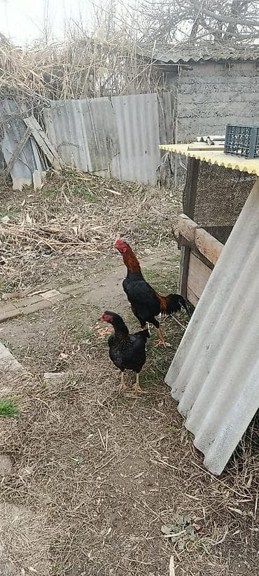 сом рыба: Дакановские.кореец.бойцовские.породистые.для.потомка.в.наличие.20-25.ш — 2