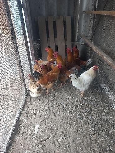 куры черные: Продаю | Куры | Домашняя | Для разведения — 2