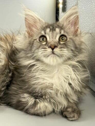 шотландские шиншилла котята купить: Порода: мейн-кун (котёнок) Окрас: серебристо-дымчатый с белым — 3