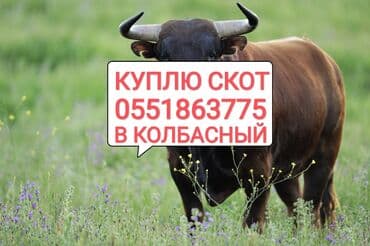 животные в добрые руки: Куплю | Коровы, быки, Лошади, кони | Любое состояние, Круглосуточно, Забитый — 1