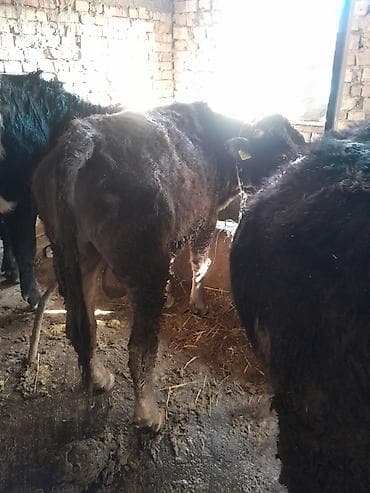 Животные: Продаю | Бык (самец) | На откорм | Привязанные — 6