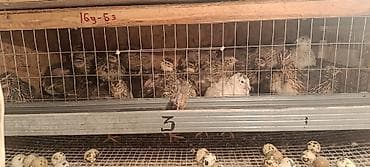 280 сом в месяц ошка: Бодоно сатылат 40 штук 3 айлык бодонолол 200 сомдон 1 бодоно — 3